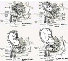 omega reproductive system|male omega pregnancy.